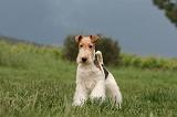 FOX TERRIER 670